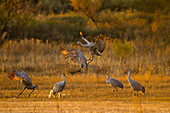 Sandhill Cranes (Grus canadensis) landing at roosting marsh