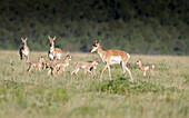 A band Pronghorn antelope does with newborn fawns, Antilocapra americana, grasslands, New Mexico, wild