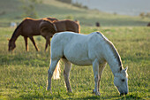Pferde grasen vor Sonnenuntergang, Philmont Scout Ranch, Cimarron, New Mexico