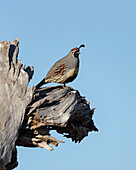 Gamble's quail, Callipepla gambelii, Bosque del Apache NWR, New Mexico