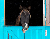 Rocky mountain horse yawning, Winter, New Mexico