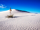 USA, New Mexico, White Sands National Monument, Sanddünen-Muster und Yucca-Pflanzen