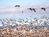 USA, New Mexico, Bosque del Apache National Wildlife Refuge, Snow Geese following sand Hill Cranesflying