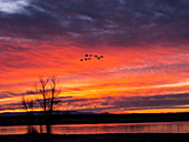 USA, New Mexico, Sonnenaufgang am Bosque del Apache National Wildlife Refuge mit fliegenden Vögeln