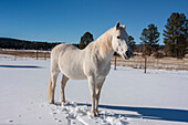 Weißes Pferd im Schnee