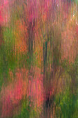 USA, New York, Adirondack State Park. Abstract of flowers and trees