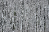USA, Bundesstaat New York. Winterbäume während eines Schneefalls.