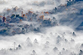 Blick auf ein nebelgefülltes Tal mit aufstrebenden Bäumen bei Sonnenaufgang vom Pounding Mill Overlook, Blue Ridge Parkway, Pisgah, National Forest bei Brevard, North Carolina
