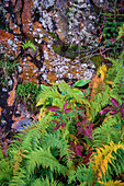 Ferns by rockface, Blue Ridge Parkway, Smoky Mountains, USA.