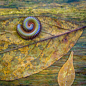 USA, North Carolina, Joyce Kilmer Memorial Forest. Centipede on a leaf