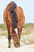 Wild mustangs or banker horses (Equus ferus caballus) in Currituck National Wildlife Refuge, Corolla, Outer Banks, North Carolina, USA.