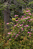 Rhododendron, Siuslaw National Forest, Oregon