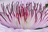 Nahaufnahme einer Clematisblüte, Schreiner Iris Gardens, Salem, Oregon