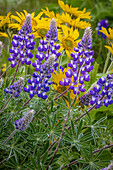 USA, Oregon, Tom McCall Nature Conservancy. Balsamwurz und Lupinenblüten in Nahaufnahme