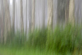 USA, Oregon, Florence. Forest abstract