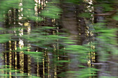 USA, Oregon. Motion blur through forest