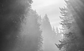 USA, Oregon. Trees in morning fog