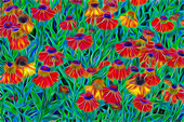 USA, Oregon, Coos Bay. Abstract of Helenium flowers in garden
