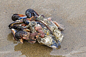 USA, Oregon, Bandon Beach. Clump of mollusk and other shells on beach