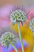 USA, Oregon. Scabiosa flower seed heads close-up.