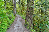 Trail leading to Elwha Falls, Columbia River Gorge National Scenic Area, Oregon