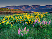 Lupine and balsamroot wildflowers at Columbia River Gorge near Hood River, Oregon.