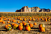 USA, Oregon, Bend. Pumpkin harvest