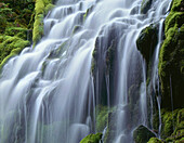 USA, Oregon, Willamette National Forest, Three Sisters Wilderness, Upper Proxy Falls und üppiges grünes Moos.