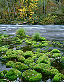 USA, Oregon, Willamette National Forest, McKenzie River, moosbedeckte Felsen und herbstlich gefärbter Ahorn.
