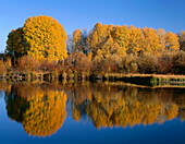 USA, Oregon, Deschutes National Forest, Herbstlich gefärbte Zitterpappeln spiegeln sich im Deschutes River.