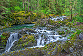 USA, Oregon, Willamette National Forest, Opal Creek Scenic Recreation Area, Multiple small falls and swift flow of Opal Creek with surrounding old growth forest.