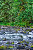 USA, Oregon, Mount Hood National Forest, Salmon-Huckleberry Wilderness, Lush spring forest borders the Salmon River, a federally designated Wild and Scenic River.