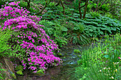USA, Oregon, Portland, Crystal Springs Rhododendron Garden, blühende Azaleen entlang eines kleinen Baches.
