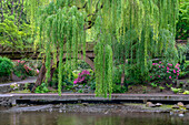 USA, Oregon, Portland, Crystal Springs Rhododendron Garden, Trauerweide oberhalb eines kleinen Baches und blühende Azaleen.