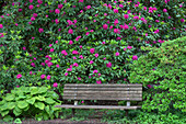 USA, Oregon, Portland, Crystal Springs Rhododendron Garden, Lila blühende Rhododendren und Parkbank.