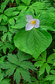USA, Oregon, Tryon Creek State Natural Area, Western Trillium (Trillium ovatum) in bloom on forest floor surrounded by leaves of Pacific Waterleaf (Hydrophyllum tenuipes).