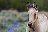 Wild horse, young colt