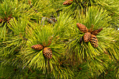 Pine Cones, Close Up, Deschutes National Forest, Oregon, Usa