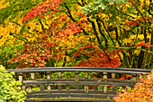 Herbst, Mondbrücke, Portland Japanischer Garten, Portland, Oregon, Usa