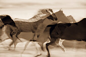 Sepia-Abbildung von wilden Mustangs (Equus caballus) beim Laufen. Oregon, USA.