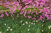 USA, Pennsylvania, Wayne, Chanticleer Garden. Cherry blossom tree in garden