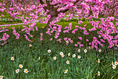 USA, Pennsylvania, Wayne, Chanticleer-Garten. Kirschblütenbaum im Garten