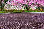 USA, Pennsylvania, Wayne, Chanticleer Garden. Gravel patterns and spring garden