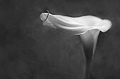 USA, Pennsylvania. Calla lily in black and white