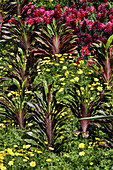Bepflanzung mit gelben Gänseblümchen und Ingwer im Wintergarten von Longwood Gardens, Pennsylvania