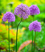 USA, Pennsylvania. Nahaufnahme der sommerblühenden, mehrjährigen, violetten Allium-Blüten.