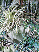 USA, Pennsylvania. A garden with an assortment of Bromeliad plants and textures.