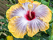 USA, Pennsylvania. Close-up of the Hibiscus rosa-sinensis 'Fifth Dimension'.