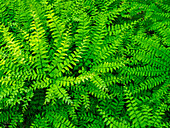 USA, Pennsylvania. Maidenhair fern, Adiantum pedatum, a perennial.