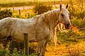 Lancaster County, Pennsylvania. Geflecktes Pferd fängt Mähne am Stacheldraht